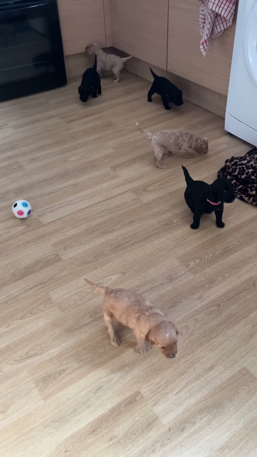Mixed Breed dogs for sale: 6 gorgeous pups looking for forever home in Lowestoft - Video 1