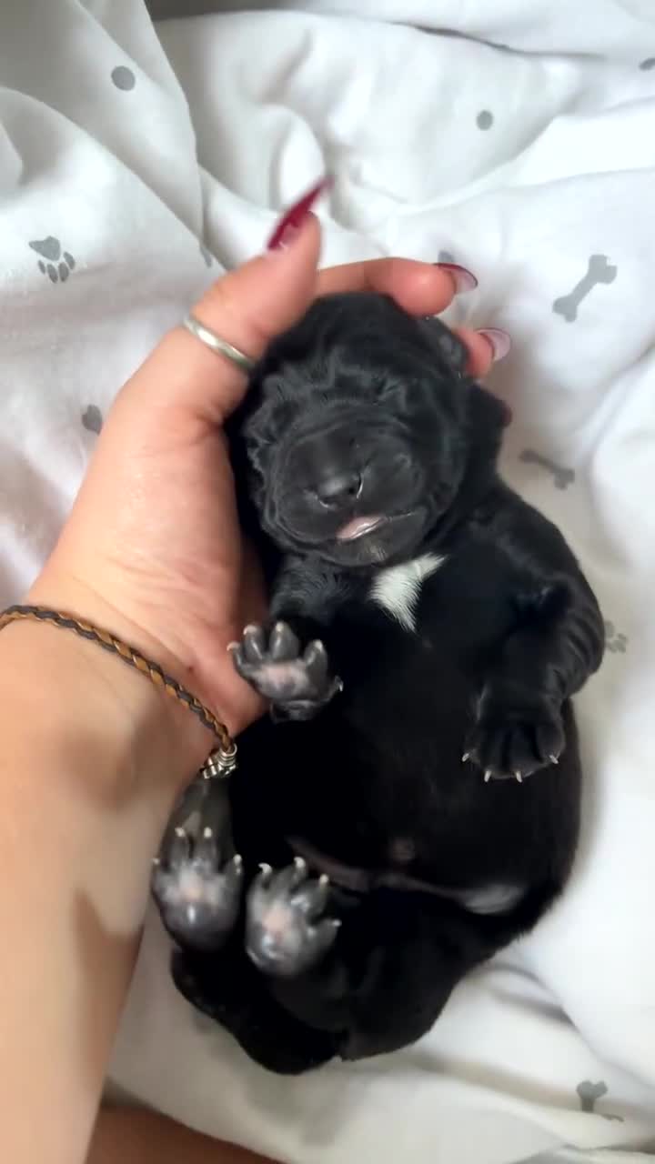Borador dogs for sale: Gorgeous lab x collie pups. Silver, choc & black - Video 1