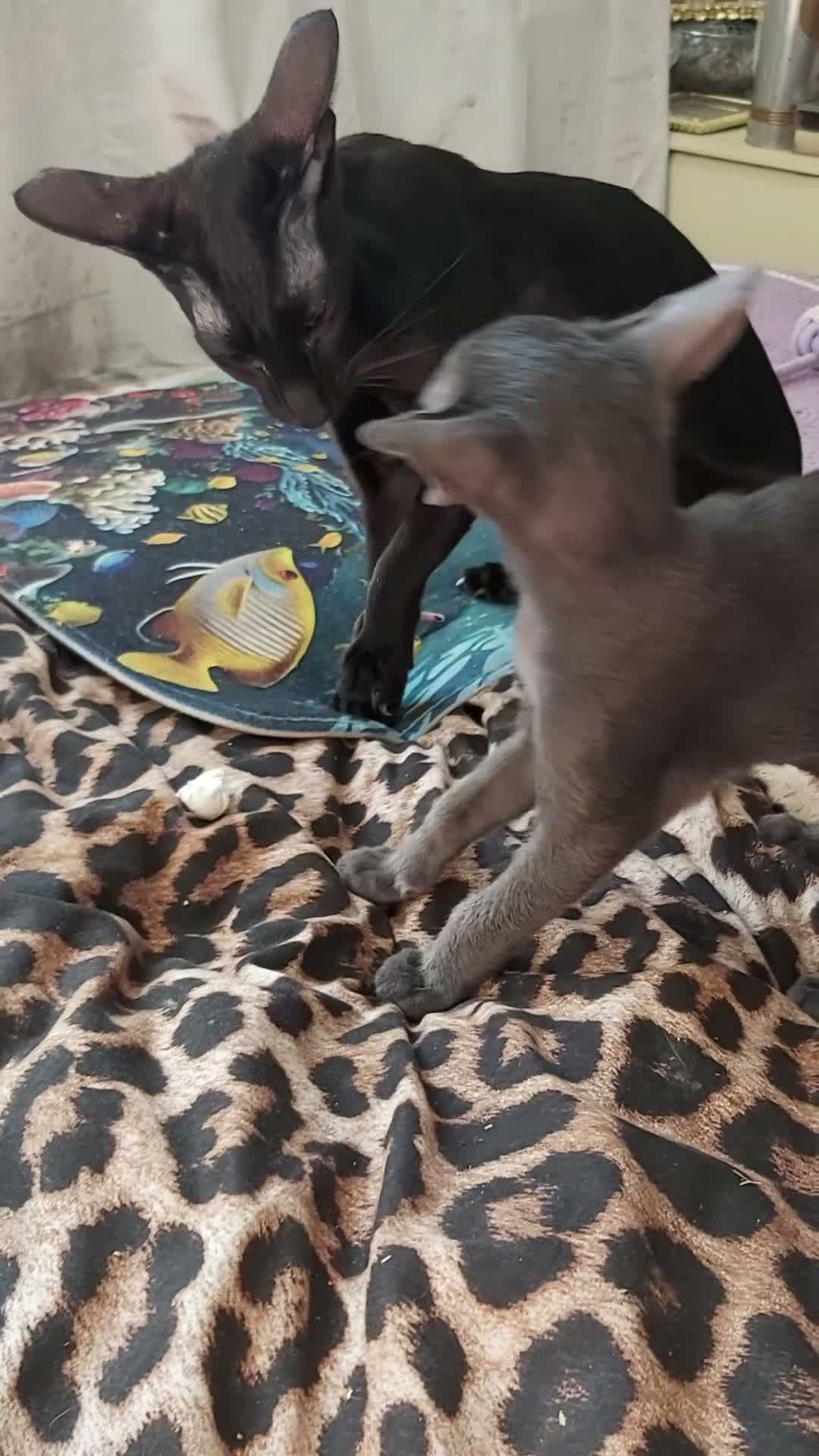 Oriental cats for sale: FULL Pedigree Oriental XL size ears GCCF - Video 1