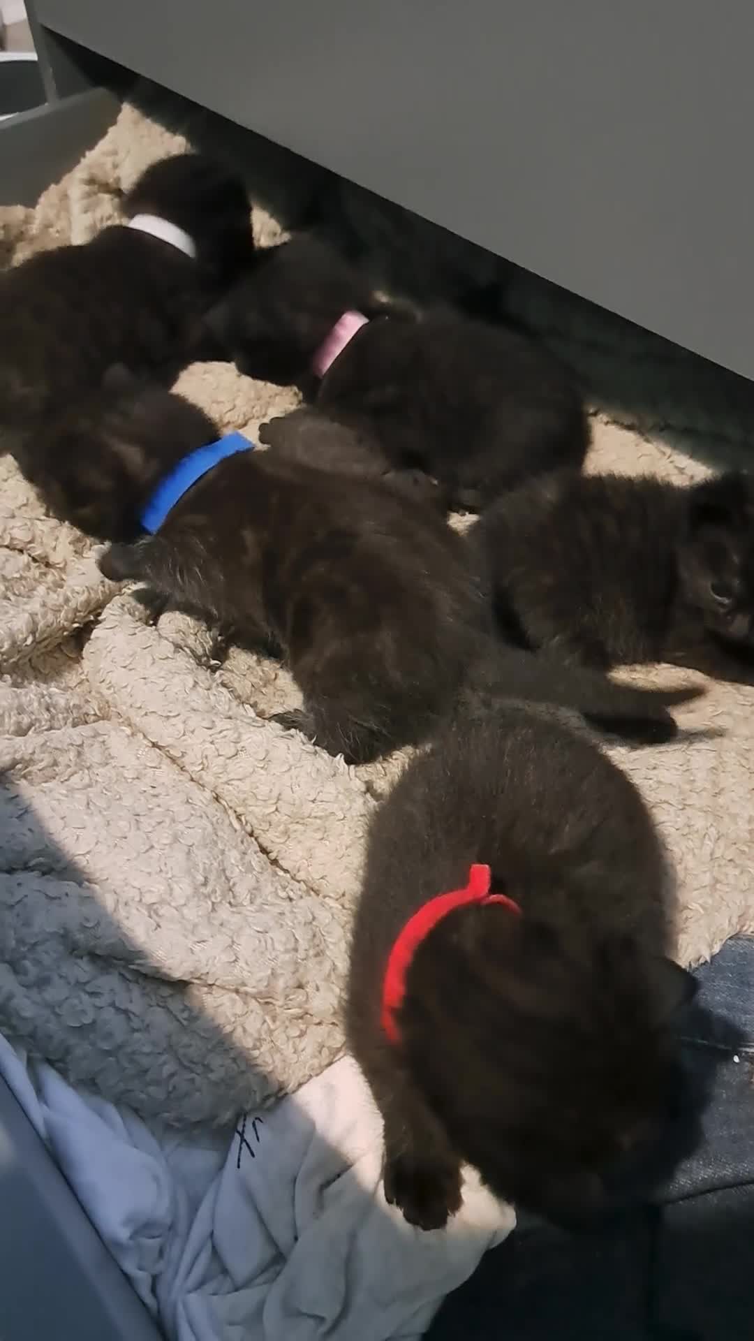 Mixed Breed cats for sale: Adorable black and black and grey tabbys.  in Somerton - Video 1