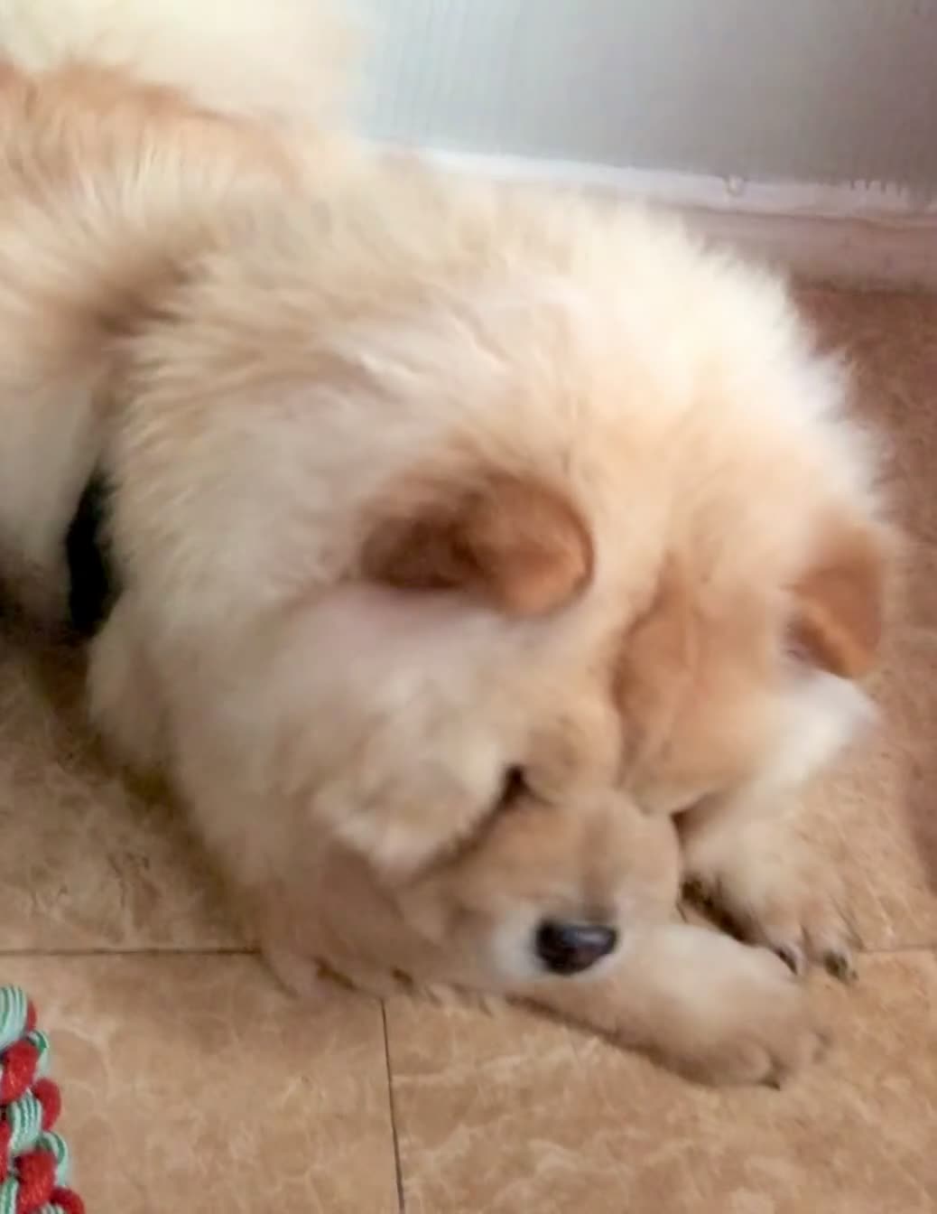 Chow Chow dogs for sale: GORGEOUS KC FEMALE CHOW FOR SALE!!!!! - Video 1
