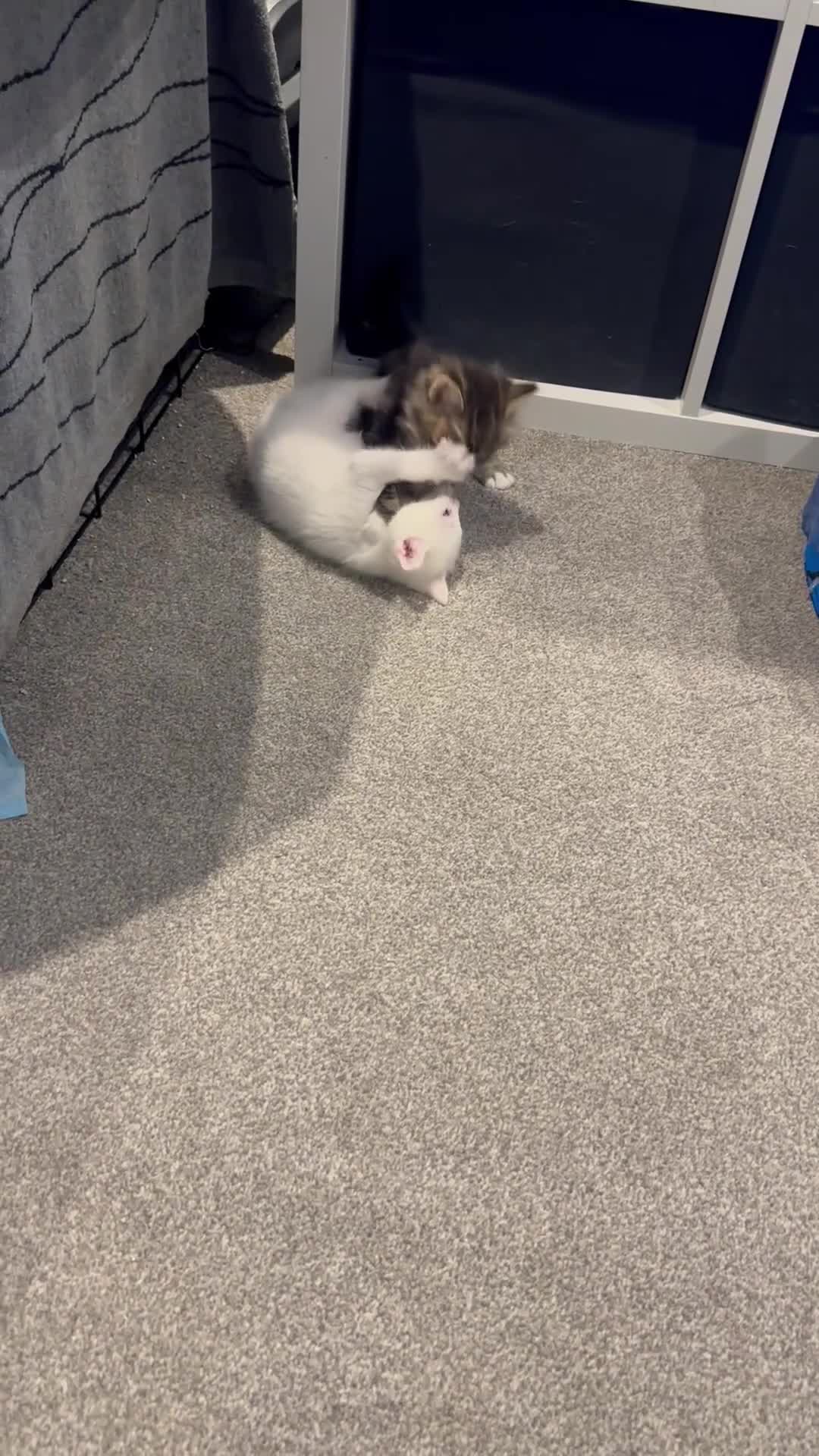 British Longhair cats for sale: Kittens looking for forever home  in South Croydon - Video 1