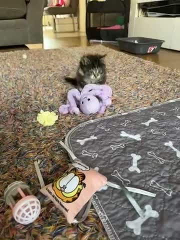 Mixed Breed cats for sale: Beautiful fluffy tabby girl  - Video 1
