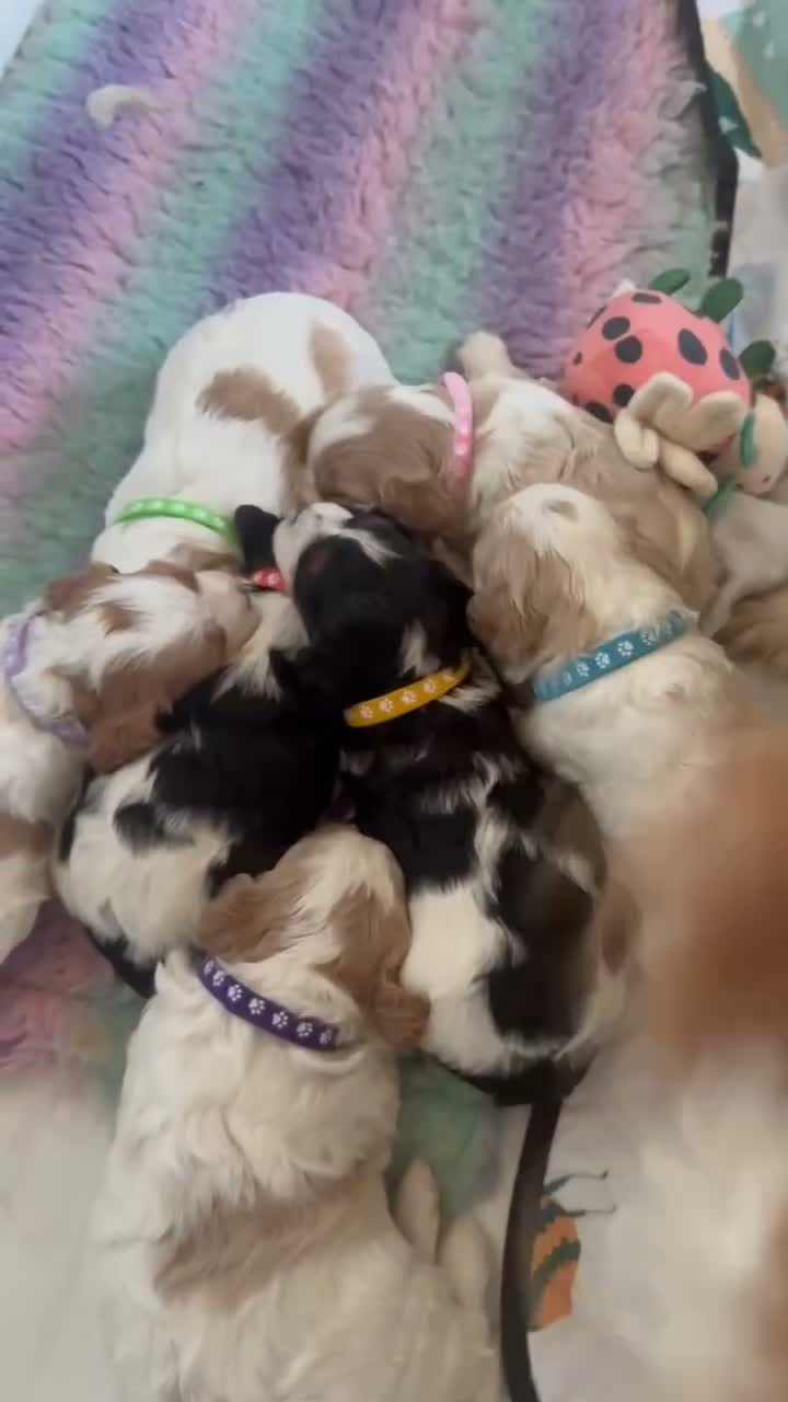 Cavapoo dogs for sale: Cavapoo puppies F1 fully health tested parents - Video 1