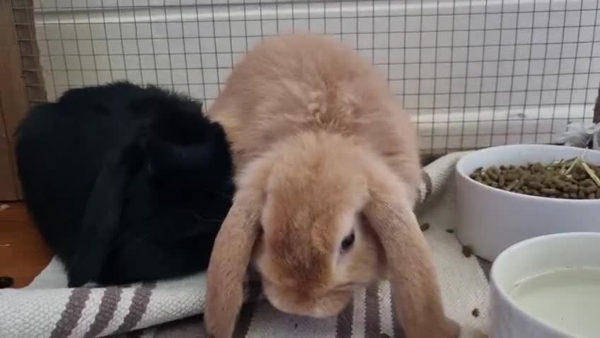 Mini Lop rabbits for sale: Two delightful mini hops seek a forever home - Video 1