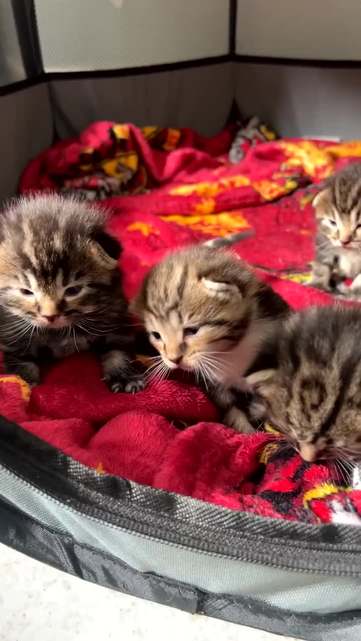 Mixed Breed cats for sale: Kittens for Sale  - Video 1