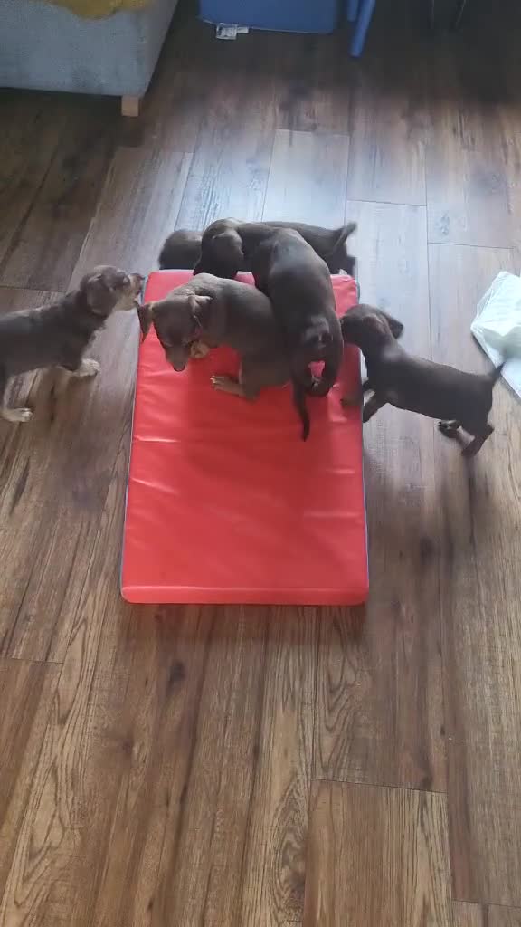 Dachshund dogs for sale: Dachschund puppies - Video 1