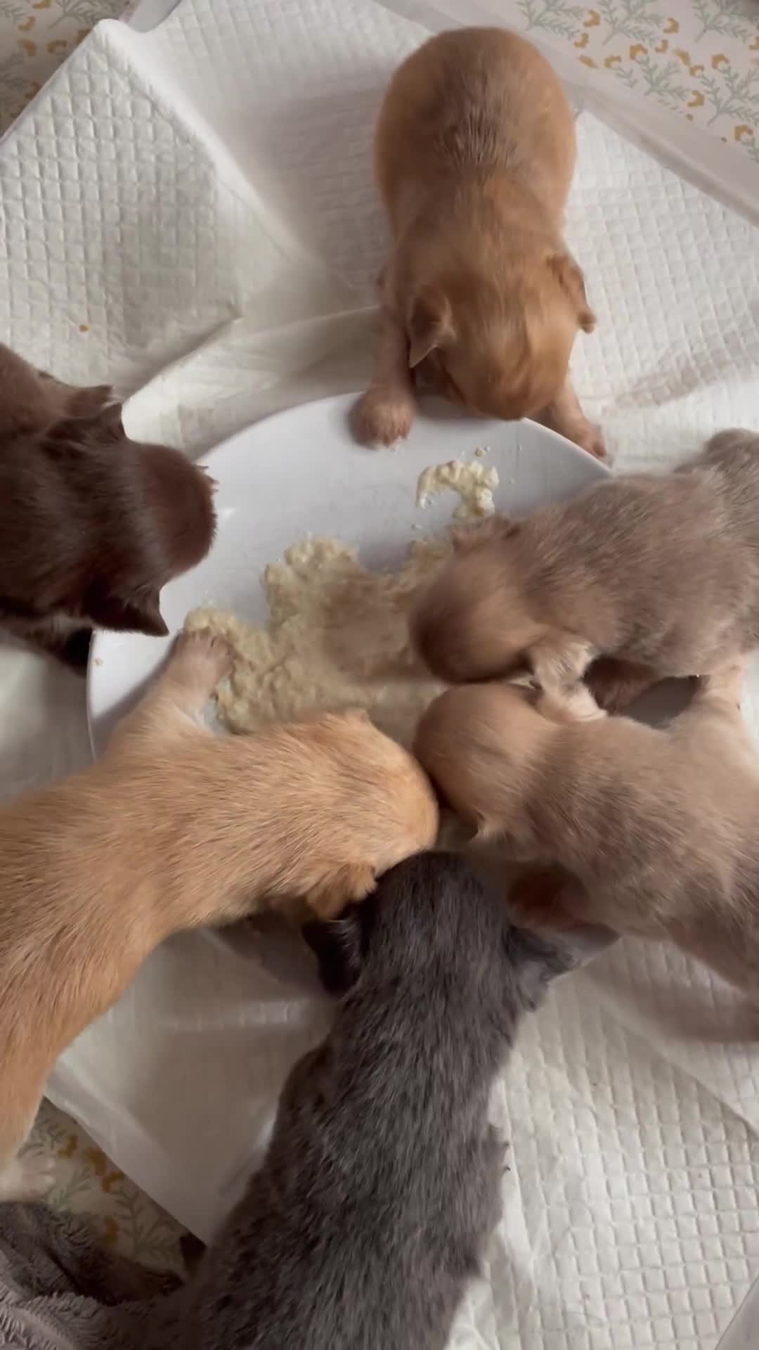 Chihuahua dogs for sale: Pure bred tiny chihuahua puppies  - Video 3