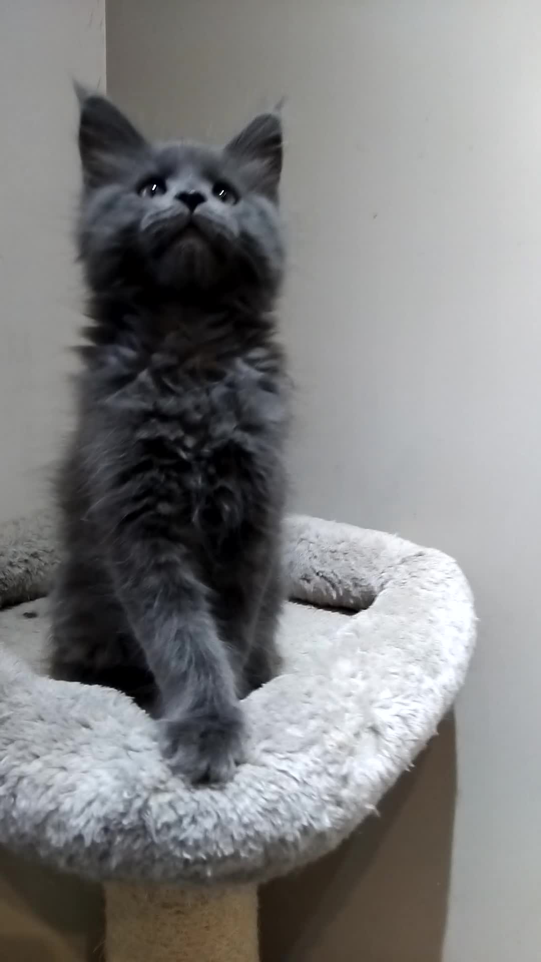 Maine Coon cats for sale: Maine coons kittens GCCF registed - Video 3