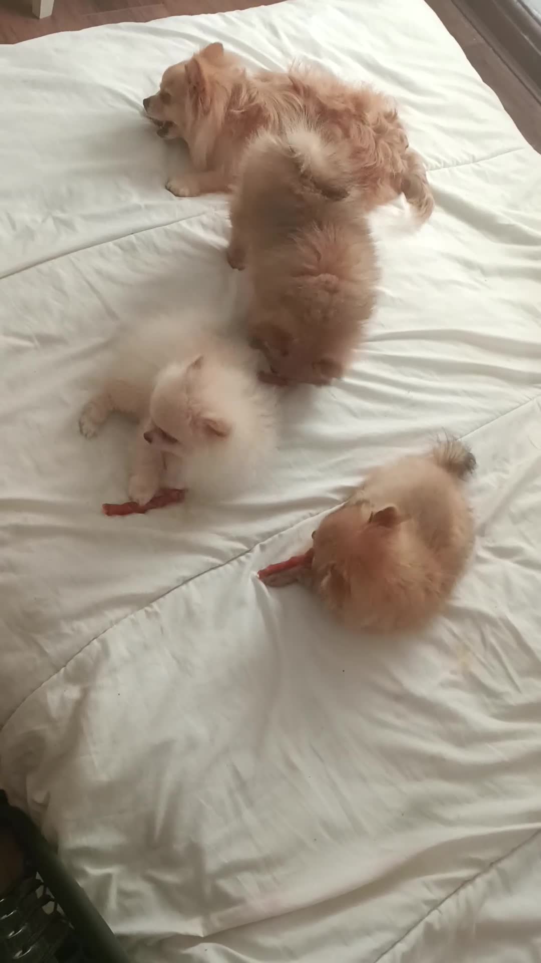 Pomeranian dogs for sale: 3 lovely Pomeranian  - Video 1