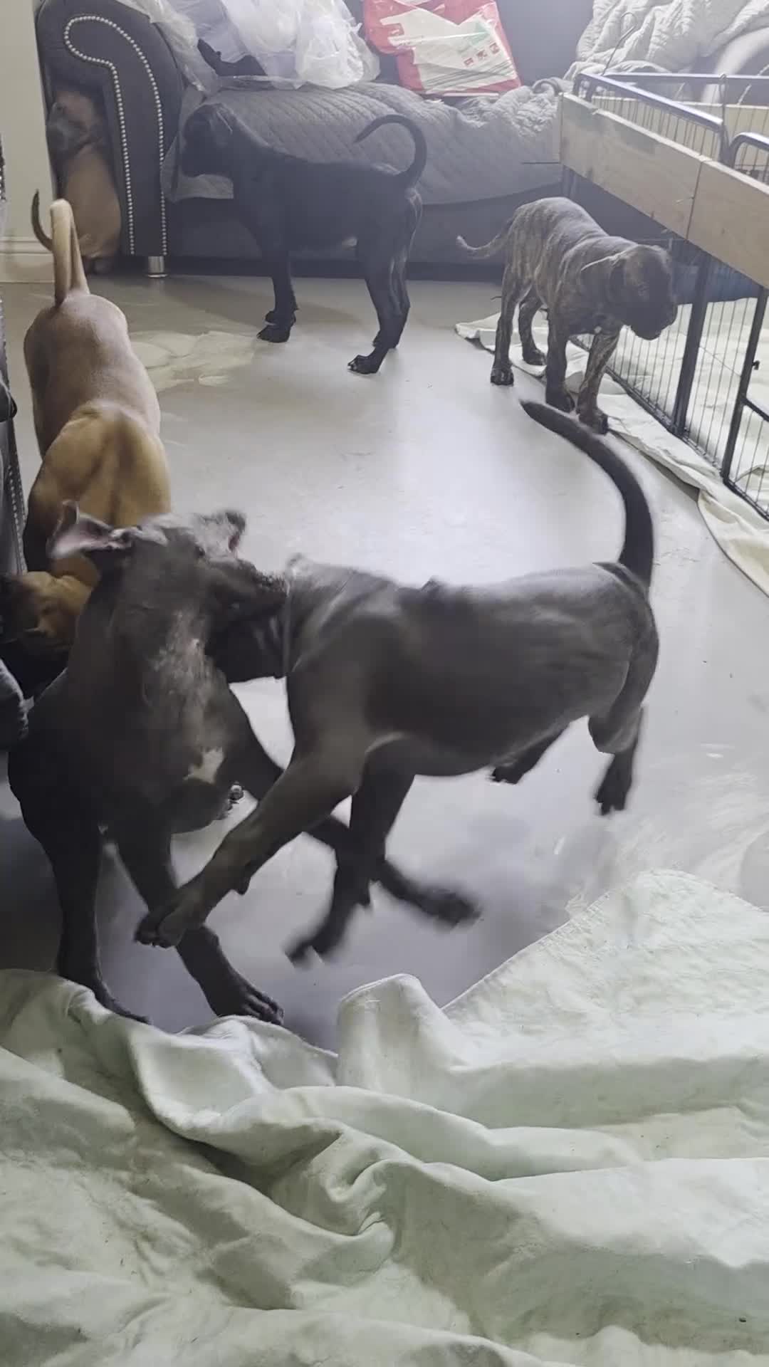Cane Corso dogs for sale: Cane Corso Puppies - Video 1