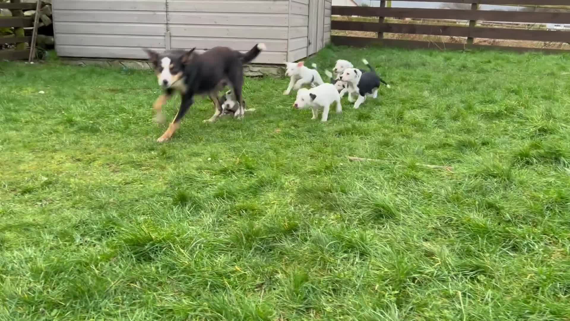 Smooth Collie dogs for sale: 🔥 3 male Collie pups 🔥 in Tywyn - Video 4