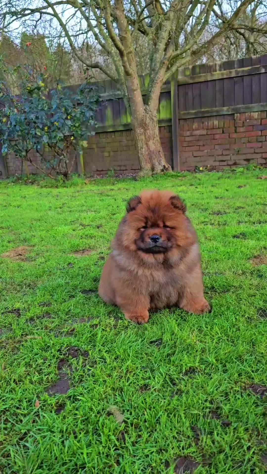 Chow Chow dogs for sale: Crufts parent pedigree  - Video 1