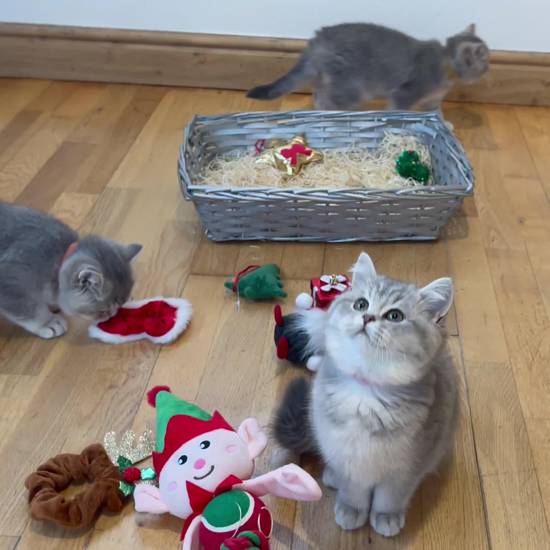 British Shorthair cats for sale: 3 GCCF British Shorthair Kittens– Champion Lines - Video 2