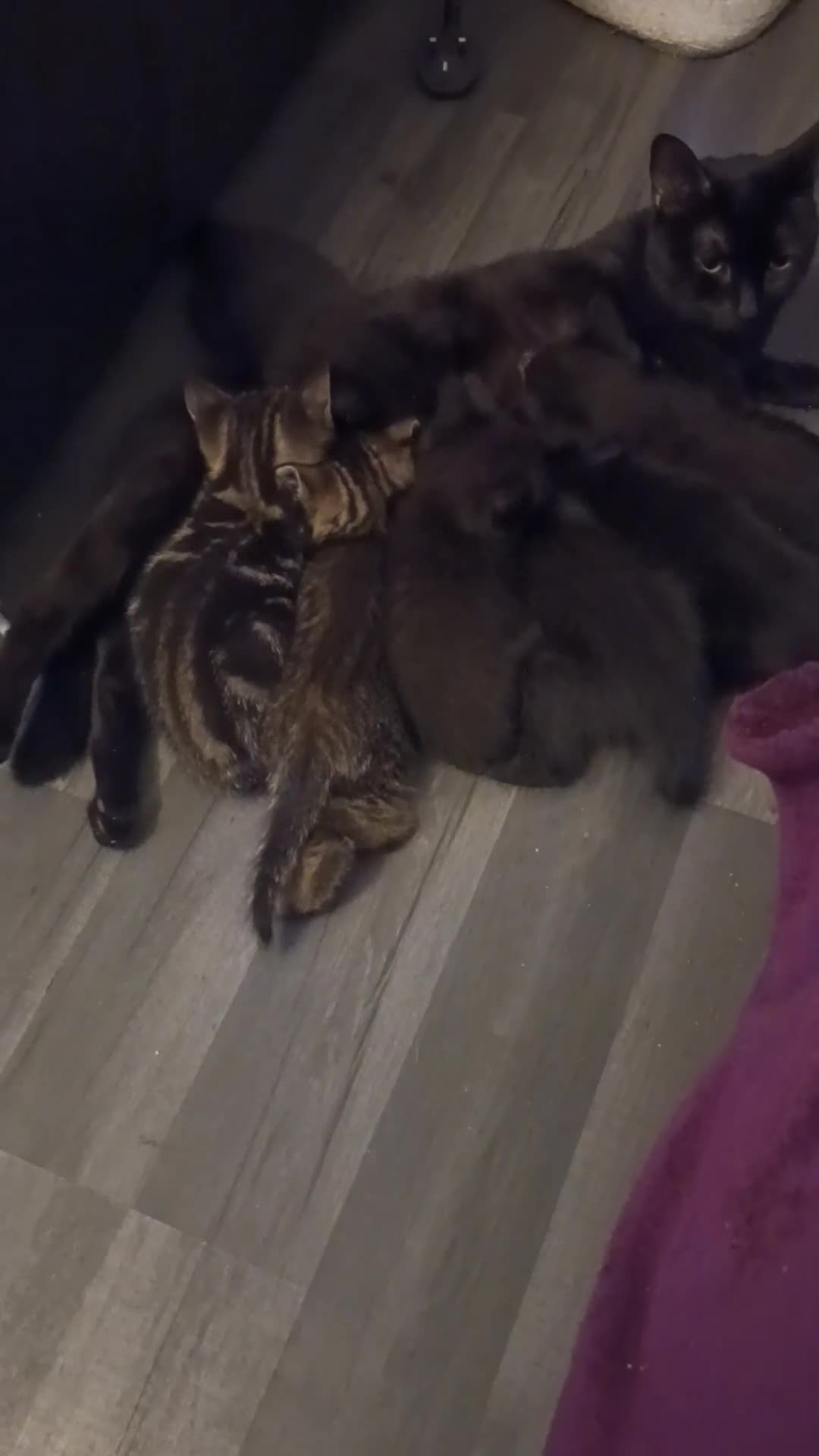 British Shorthair cats for sale: British shorthair/black ghost tabbys - Video 2
