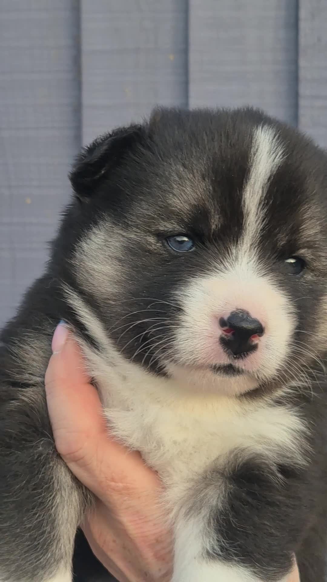 Pomsky dogs for sale: F3 Pomsky Puppies | 5⭐ Licensed | BVA Tested - Video 1