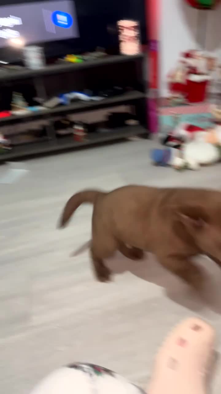 Labrador Retriever dogs for sale: 2 chunky male labs  - Video 5