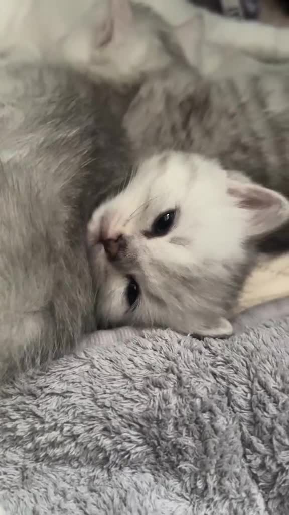 British Shorthair cats for sale: READY NOW ‼️🏆CHAMPIONS Bloodline BSH GCCF. - Video 1