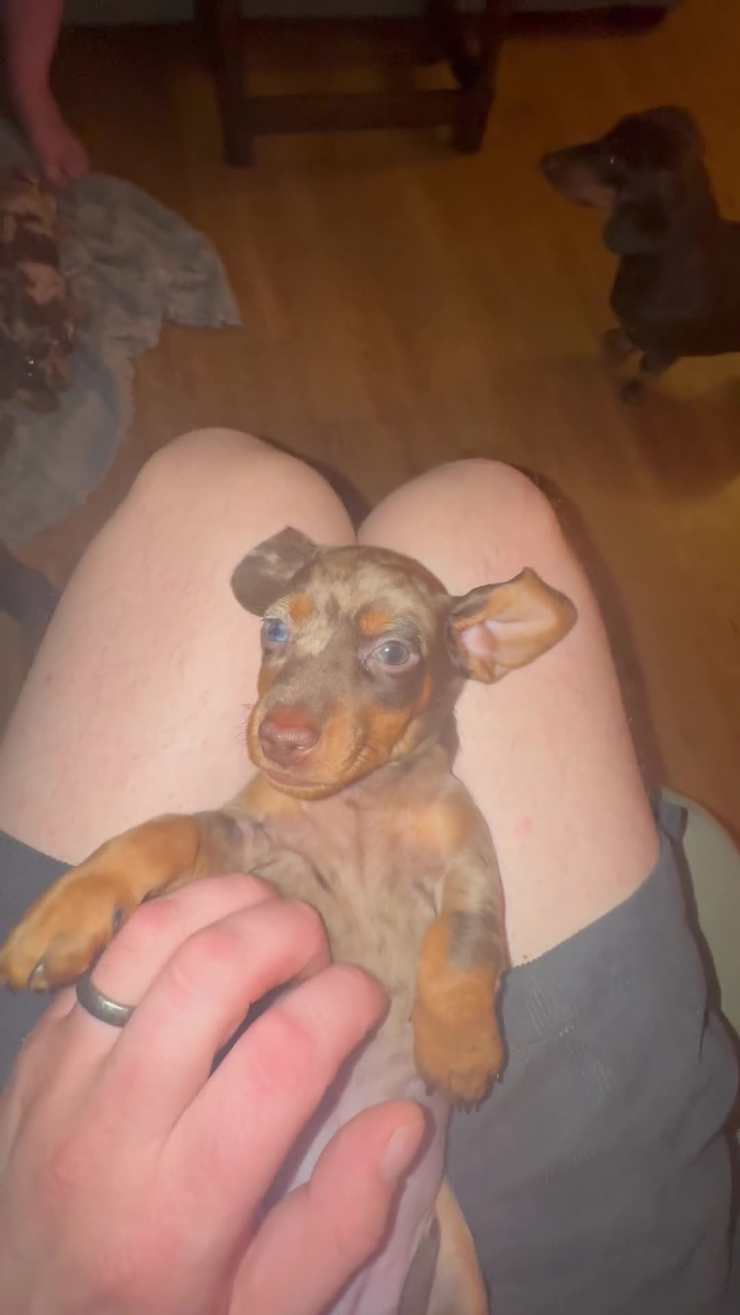 Miniature Dachshund dogs for sale: Miniature dachshunds for sale - Video 1