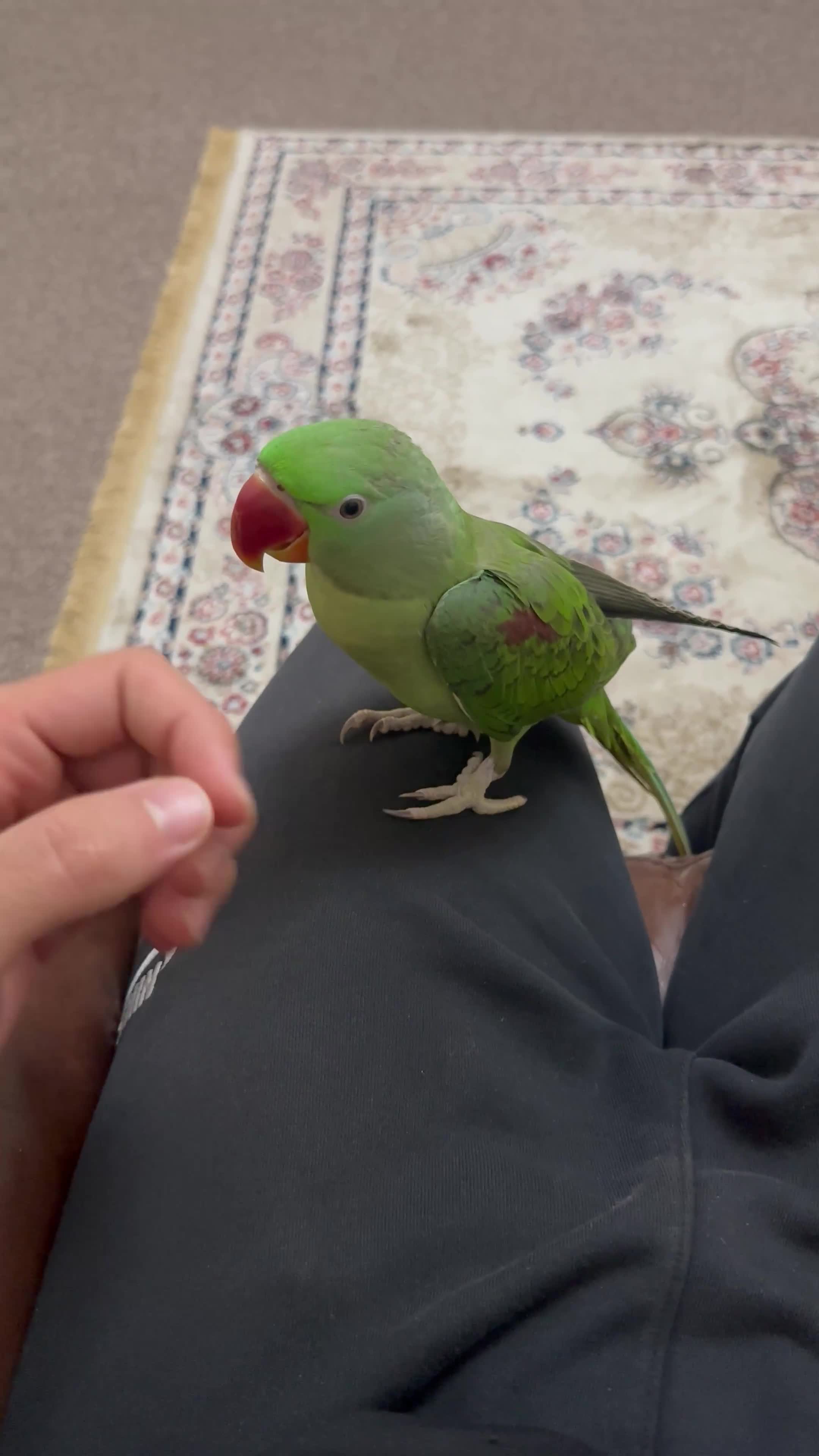 Ringnecks birds for sale: Speaking male alexandrine ringneck parrot - Video 1