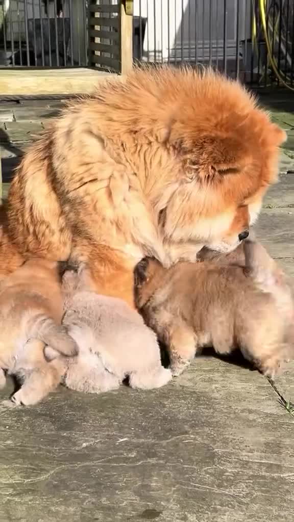 Chow Chow dogs for sale: Adorable Chow Chow Puppies for Sale. - Video 1