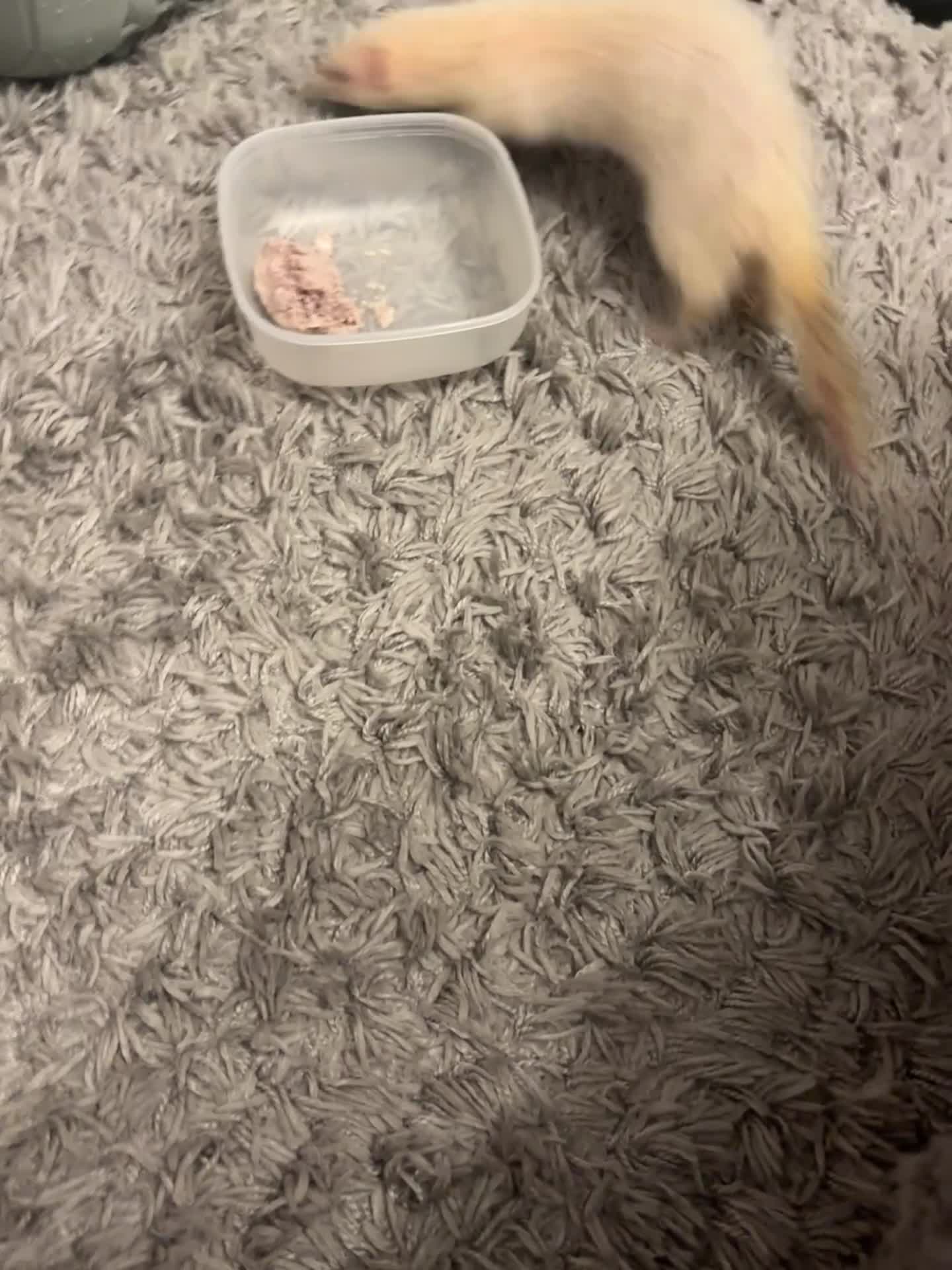 Ferret rodents for sale: beautiful ferret  in Nottingham - Video 1