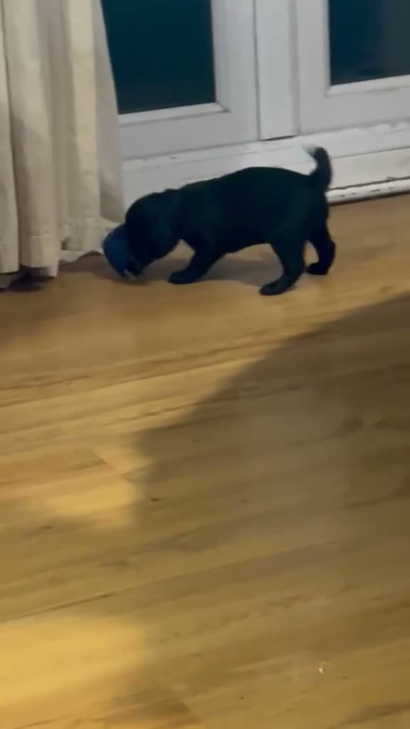 Cockapoo dogs for sale: Adorable Black Cockapoo Boy – Loving & Playful  - Video 1