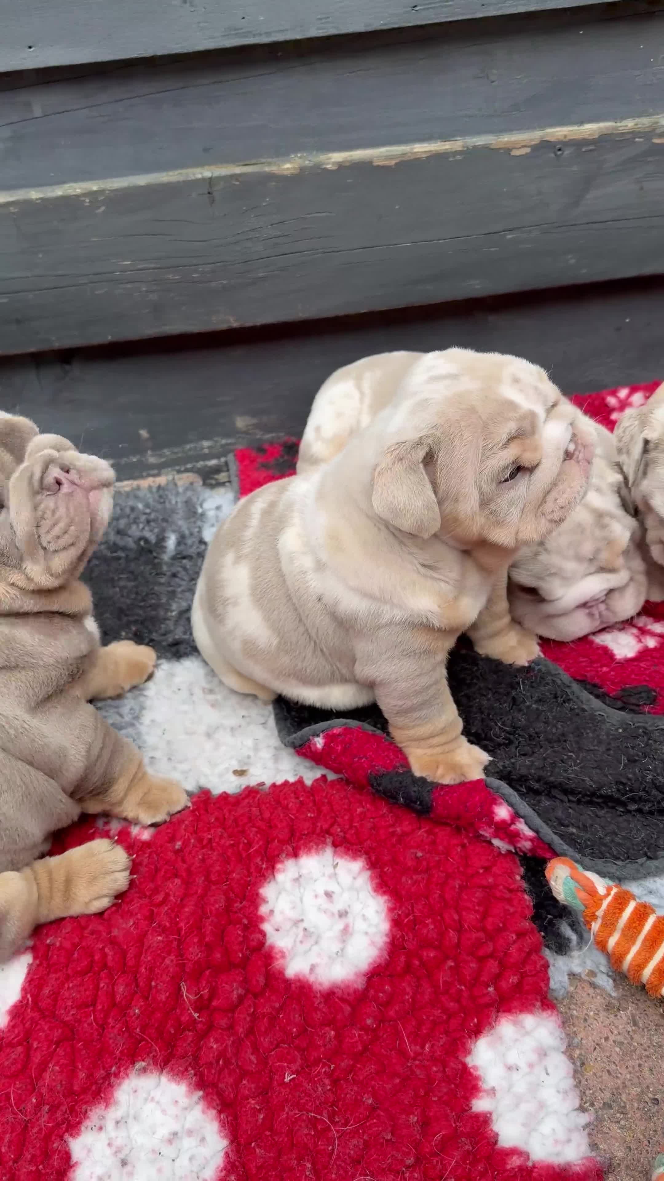 English Bulldog dogs for sale: British bull dog puppy’s  - Video 2