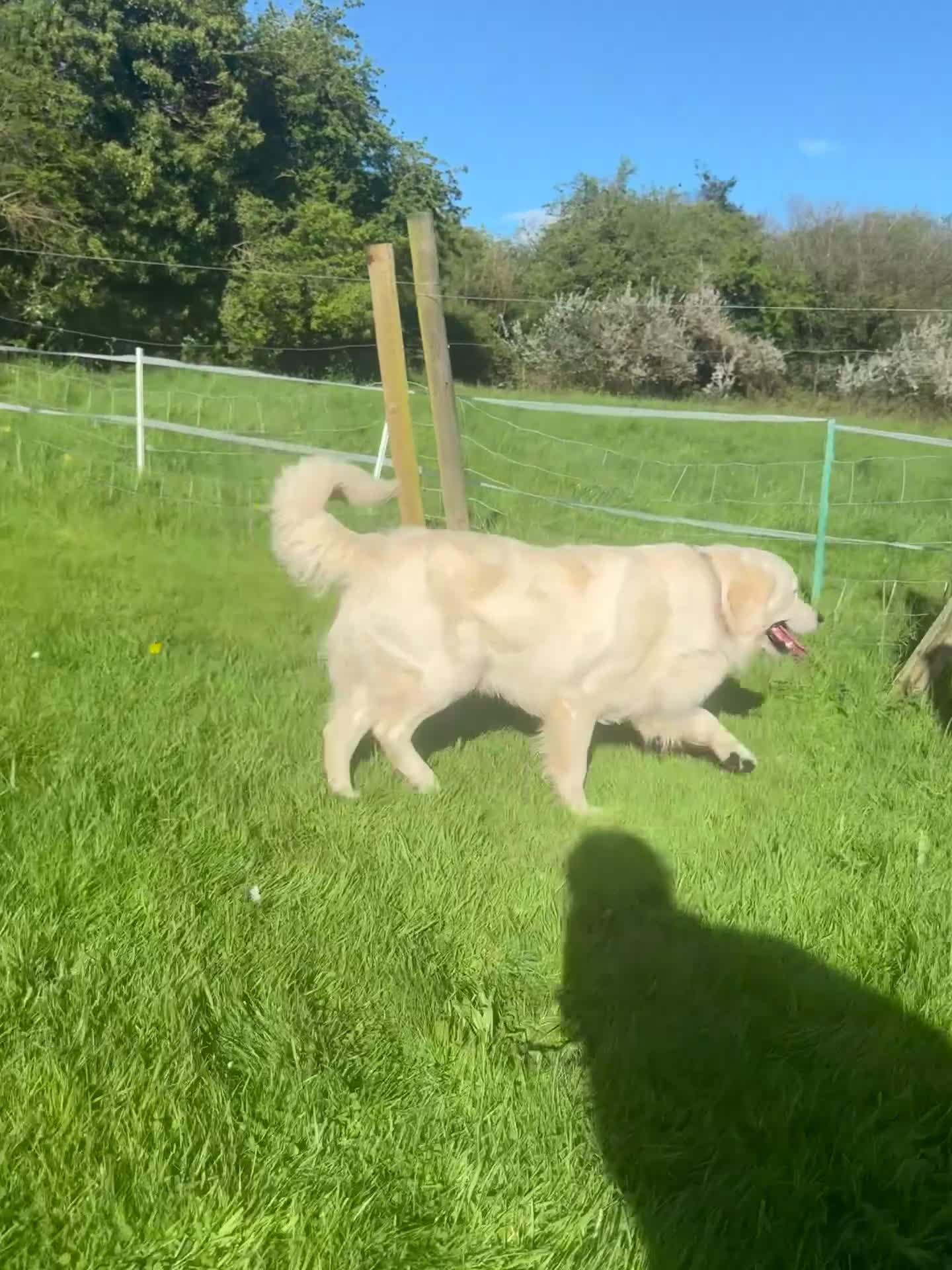 Golden Retriever dogs for stud: PROVEN & FULLY DNA CLEAR, ICT 1 & 2 CLEAR - Video 1