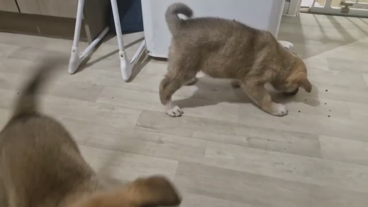 Mixed Breed dogs for sale: Alaskan malamute cross akita puppies - Video 1