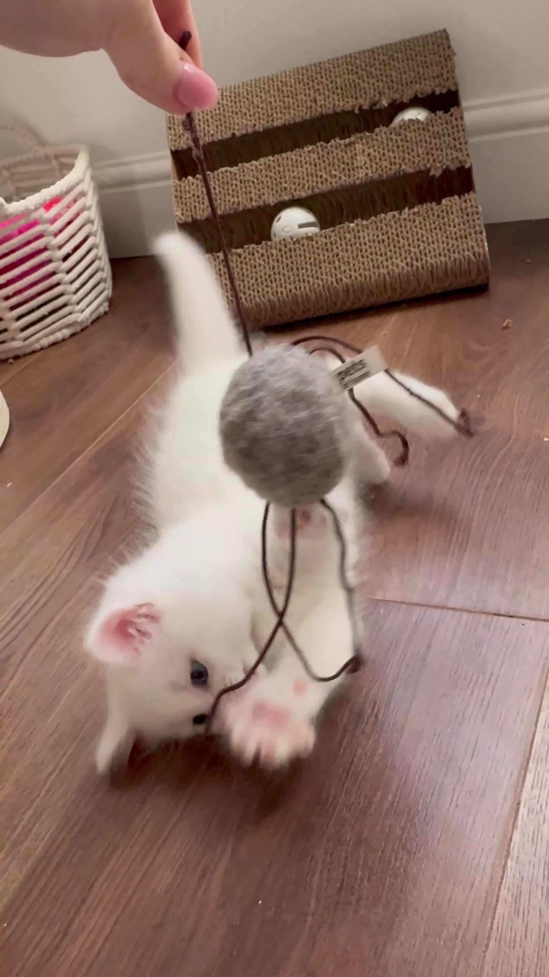 Siberian cats for sale: 🐾 Adorable Siberian Kittens  - Video 3