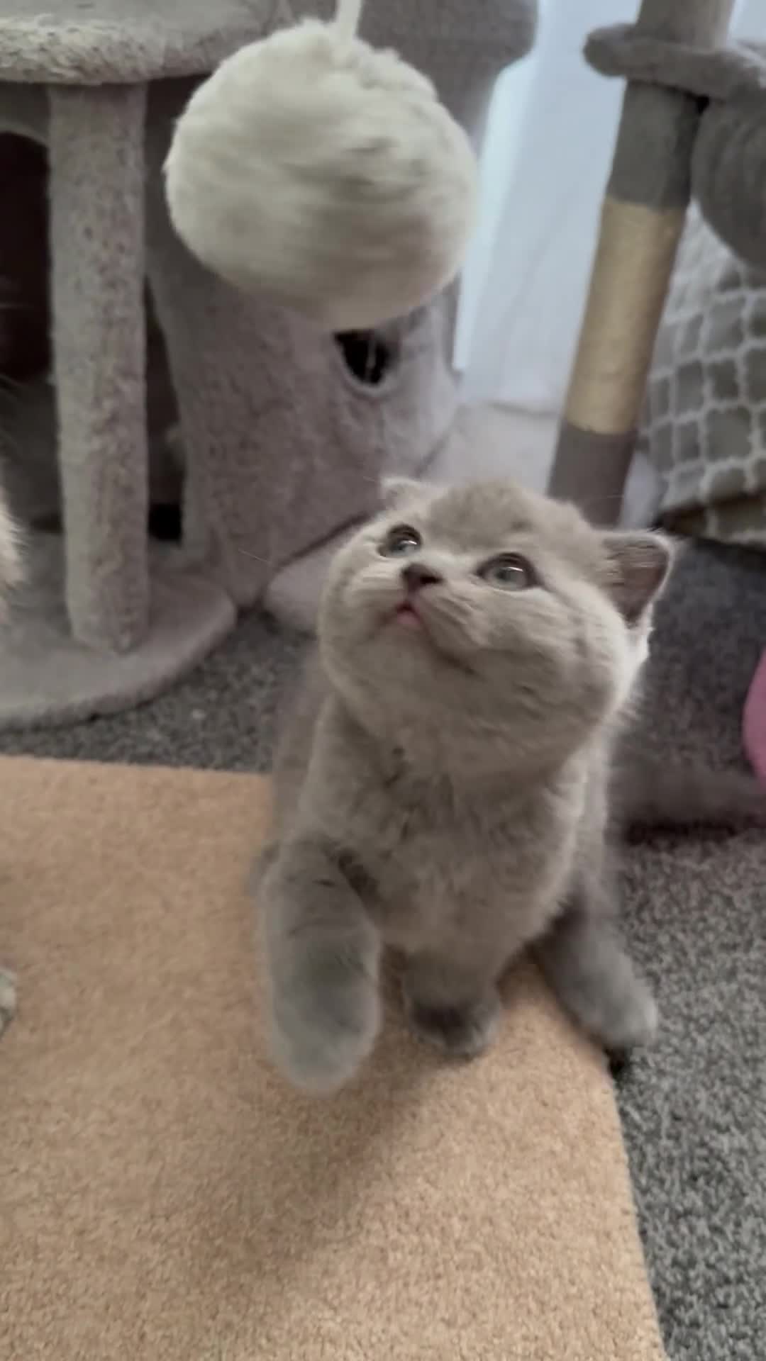 Scottish Fold cats for sale: 5 Kittens Scottish Fold - Video 2