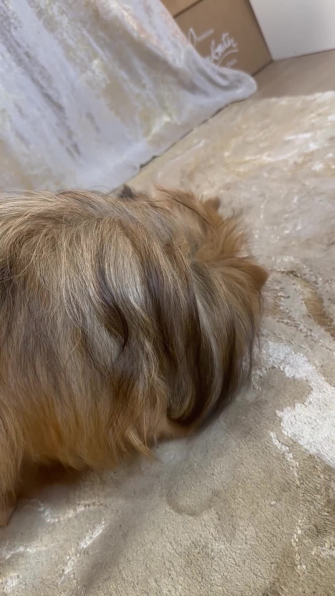 Pomeranian dogs for sale: Pomeranian boy - Video 1