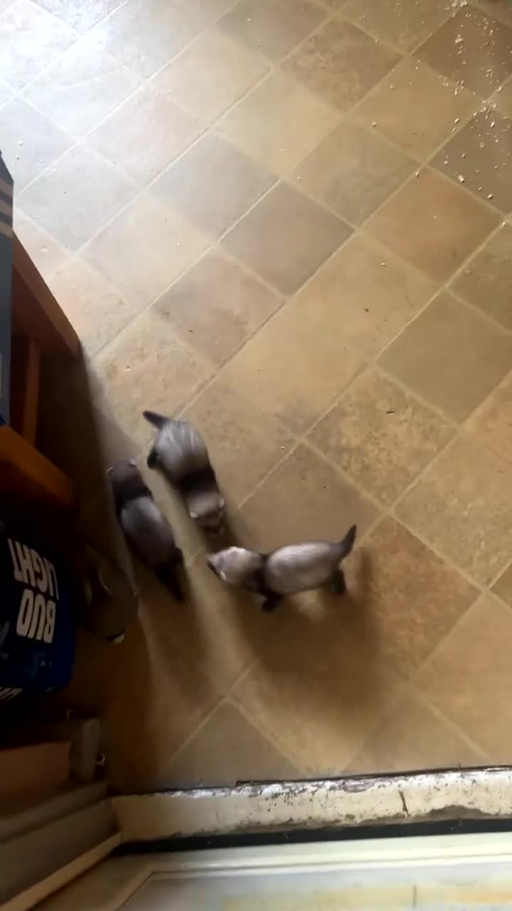 Ferret rodents for sale: Ferrets - Video 3