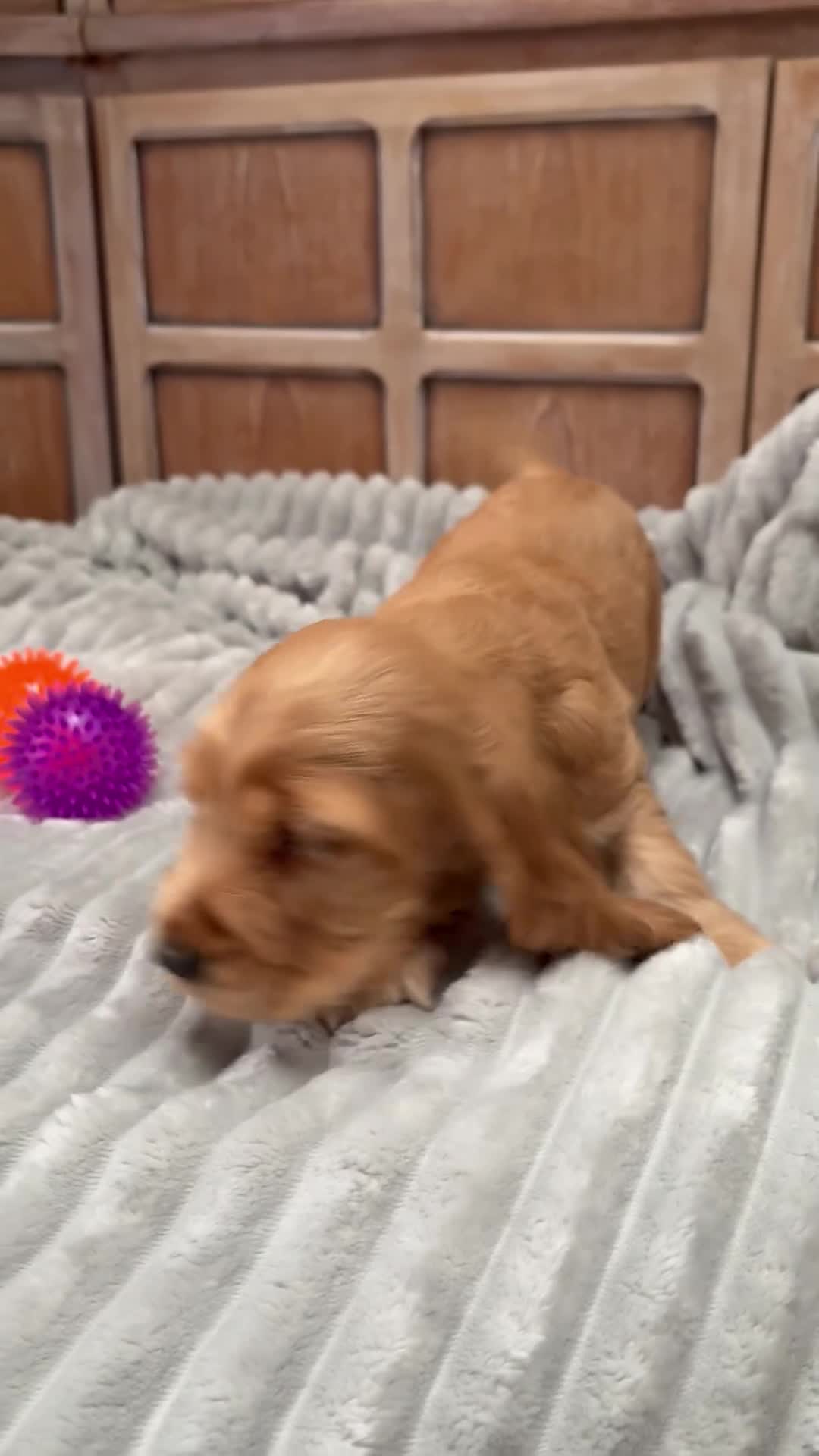 Cocker Spaniel dogs for sale: Show Cocker Spaniels - Video 2