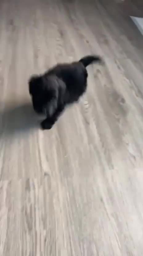Cocker Spaniel dogs for sale: Cocker spaniel 2 male  - Video 1