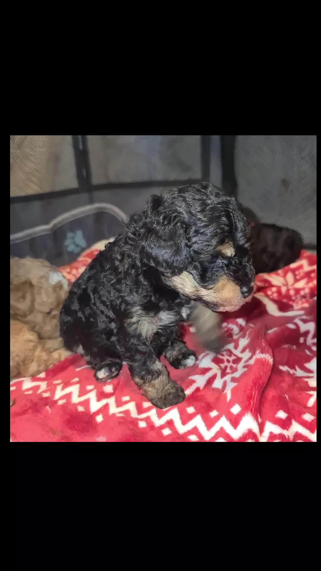 Toy Poodle dogs for sale: Beautiful Phantom Toy Poodle's!🧸😍 KC registered - Video 4