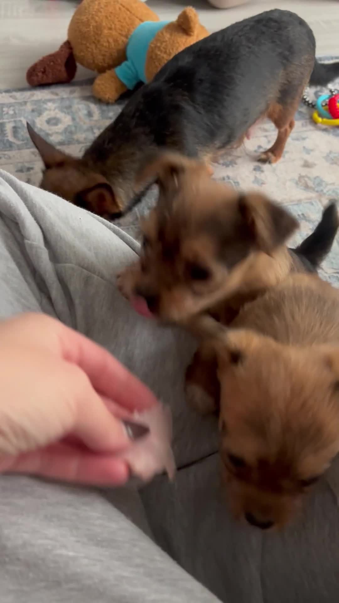 Coton De Tulear Puppies for sale Pets4Homes