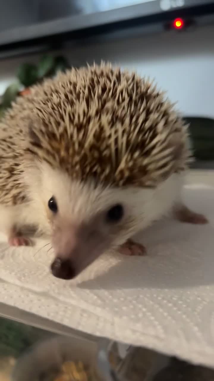 Pygmy Hedgehog rodents for sale: African Pygmy Hedgehog Girl for sale - Video 1