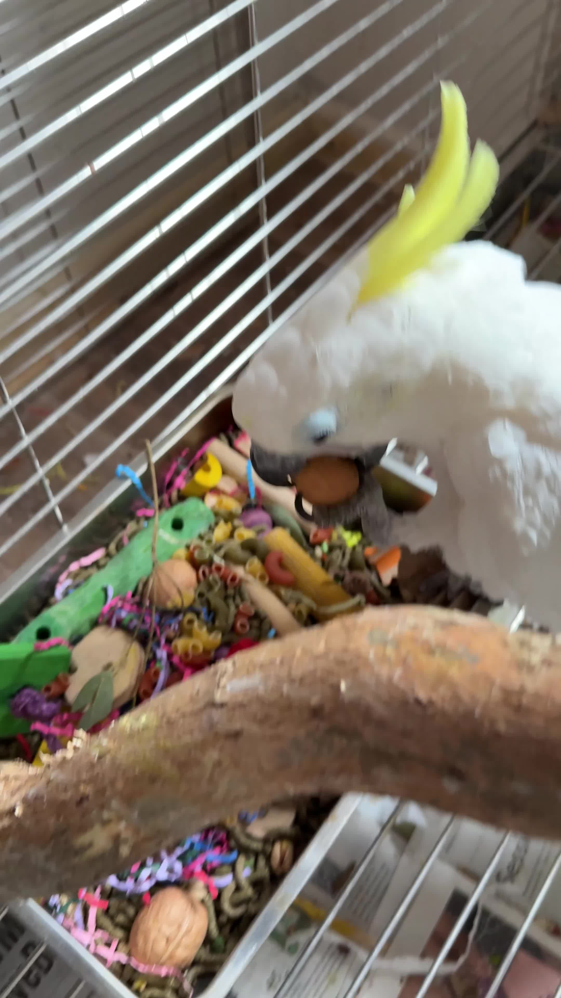 Cockatoo birds for sale: Triton Cockatoo - Beautiful Tame Trained & Social  in Stroud - Video 2