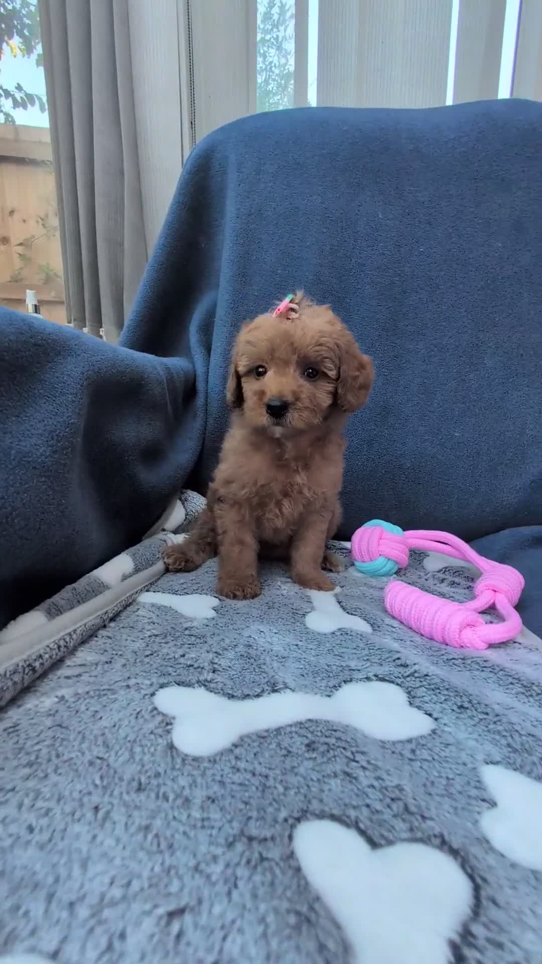 Maltipoo dogs for sale: Tiny Toy Red Maltipoo Puppies  - Video 4