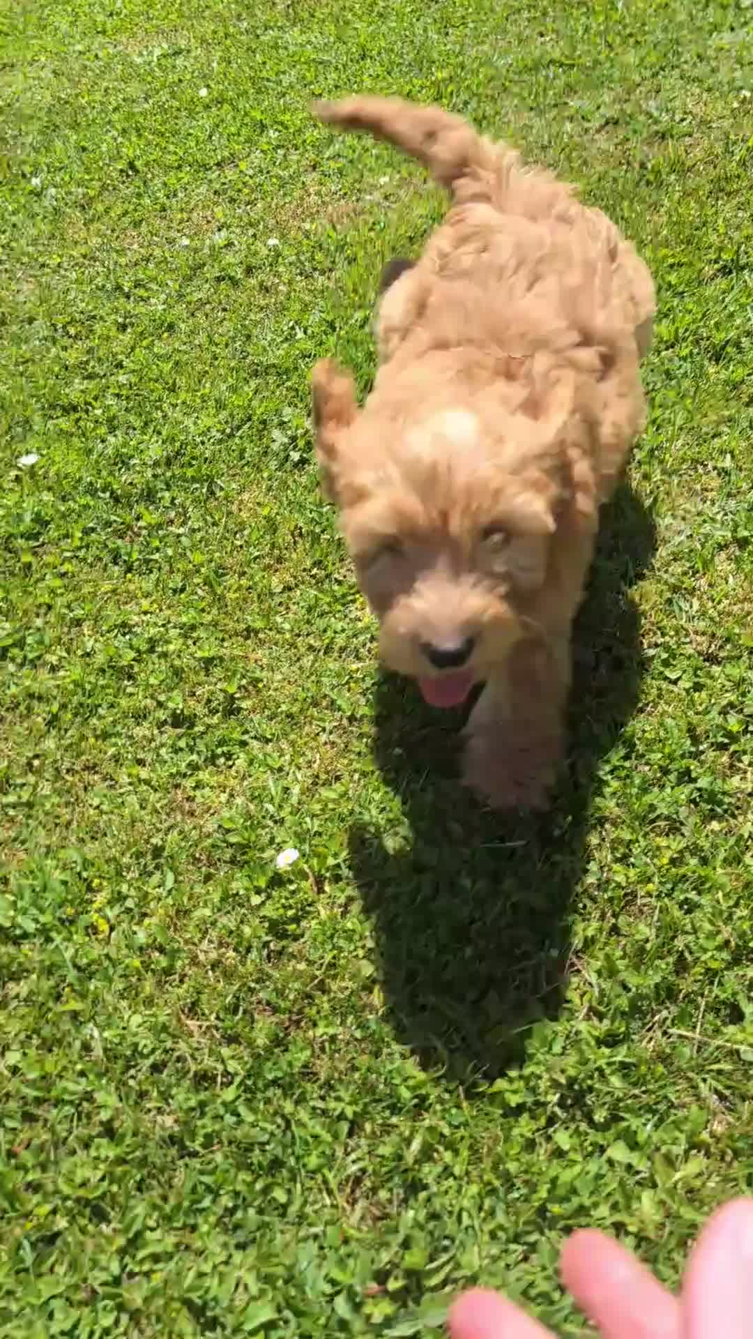 Cockapoo dogs for sale: Quality F1 Cockapoo puppies, Health tested parents - Video 2