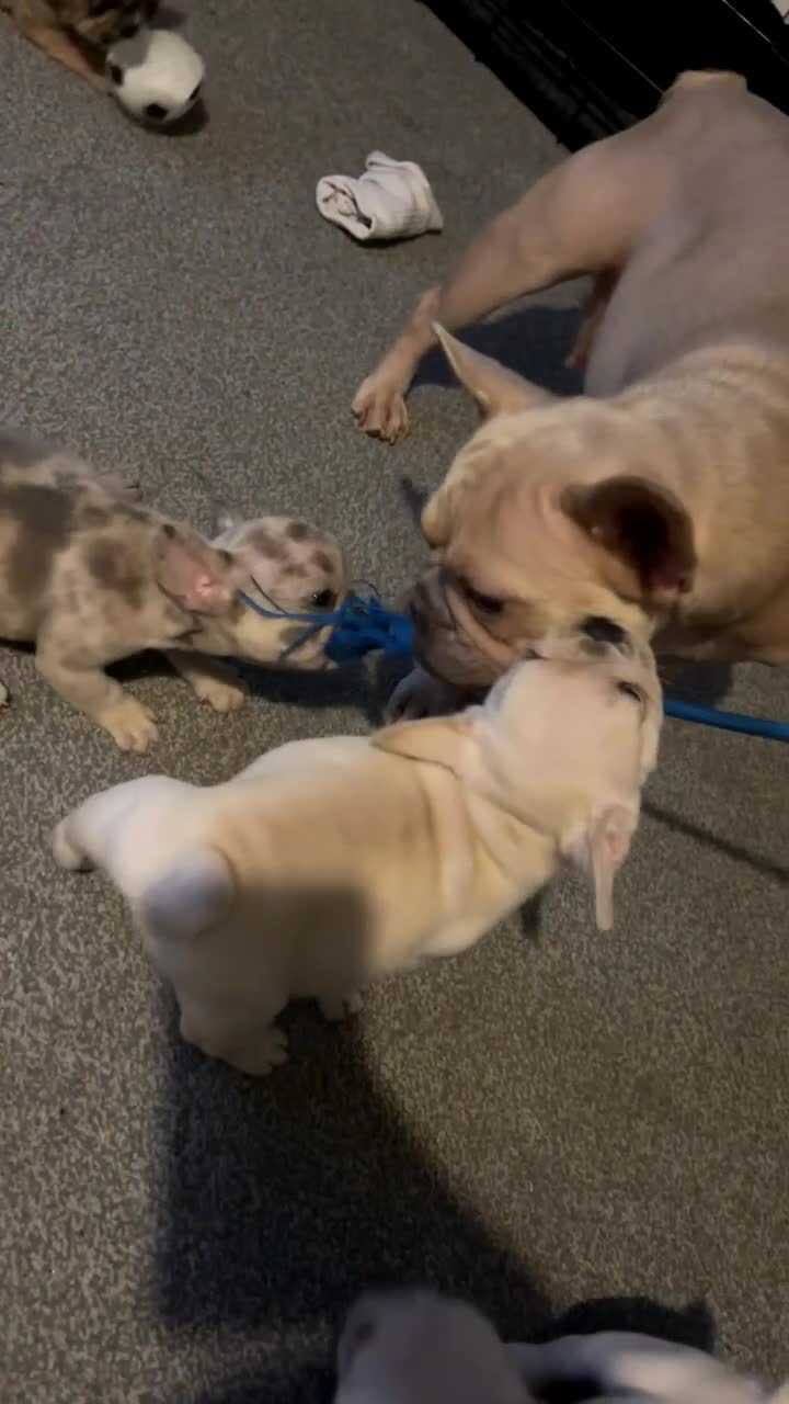 French Bulldog dogs for sale: 🐾 French Bulldog Puppy – 12 Weeks Old 🐾 - Video 3