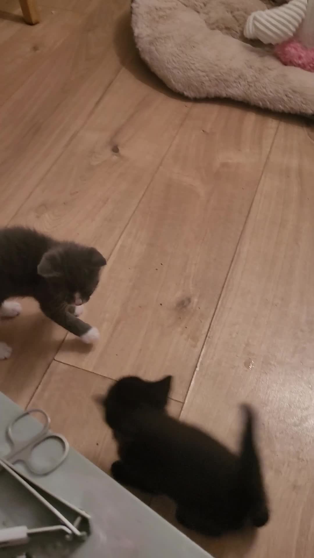 Russian Blue cats for sale: 2 male kittens available  - Video 1