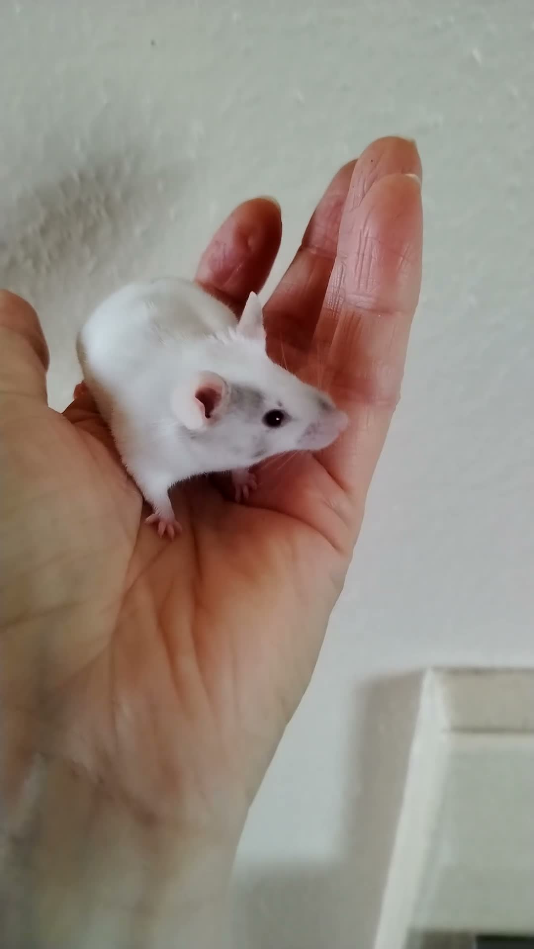 Mouse rodents for sale: Handsome baby boy mice  - Video 3