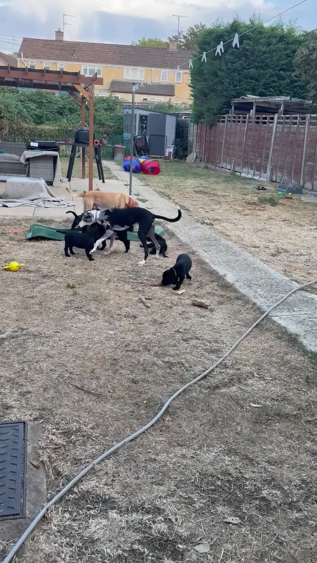 Labrador Retriever dogs for sale: 9 gorgeous KC registered black Labrador retrievers - Video 2