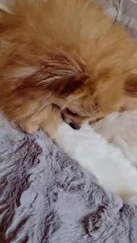 Pomeranian dogs for sale: KC Pedigree Pomeranian Puppies - Video 5