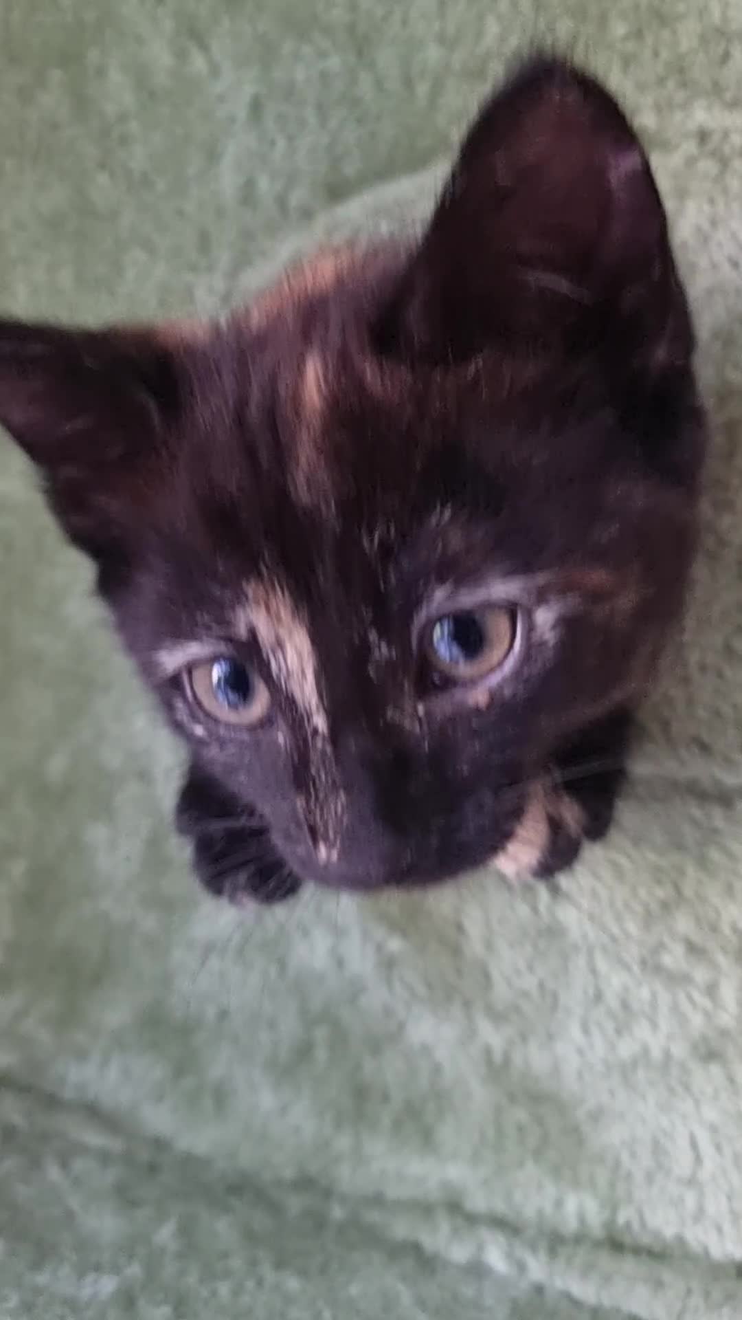 Mixed Breed cats for sale: Little best friends - Video 2