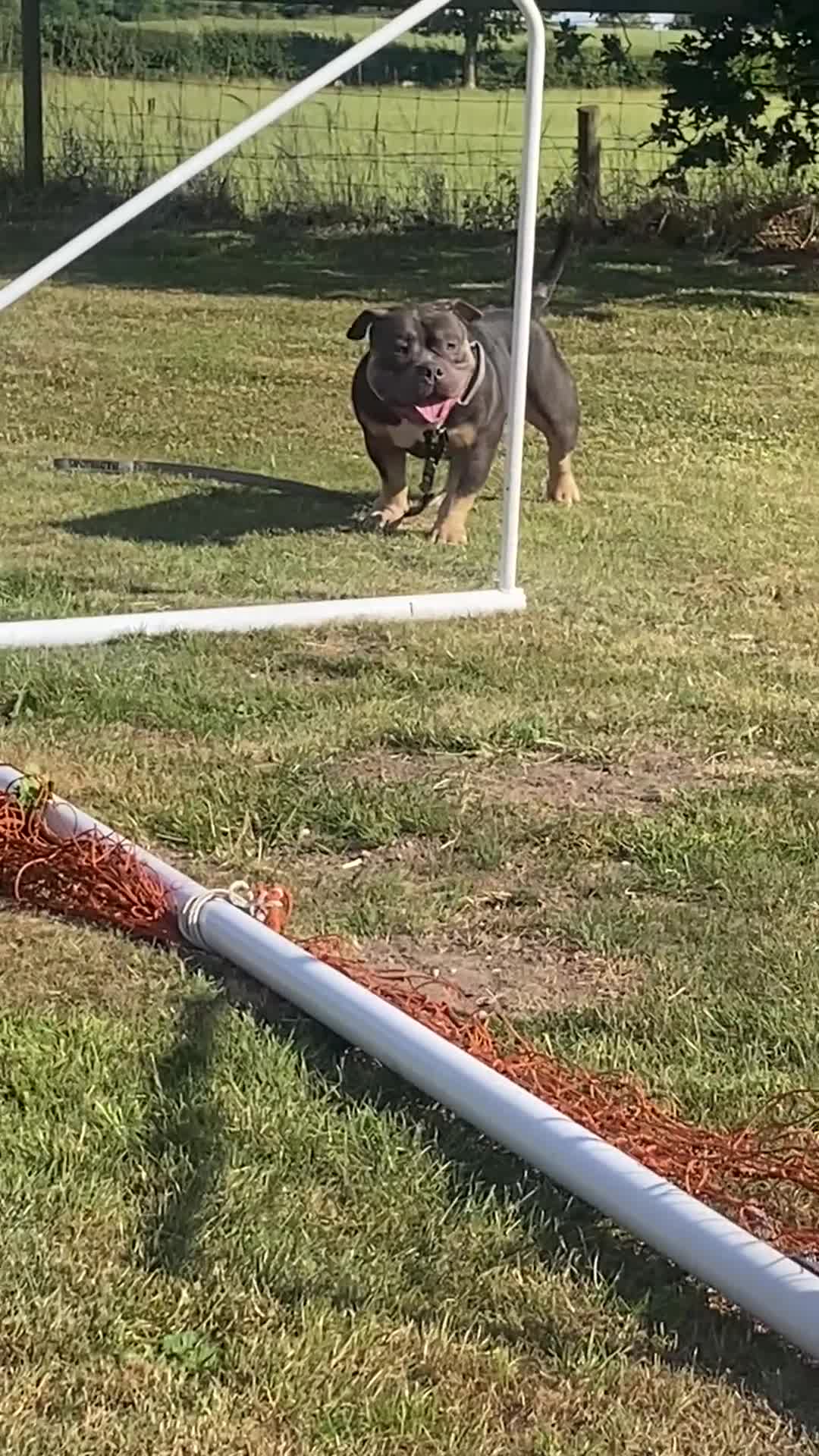 American Bulldog dogs for adoption: Jackson - Video 2