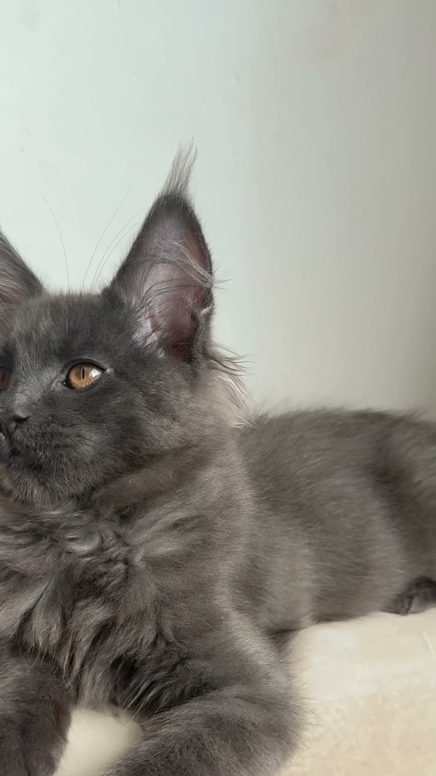 Maine Coon cats for sale: LARGE Stunning Solid Blue Maine Coon Kitten  - Video 1